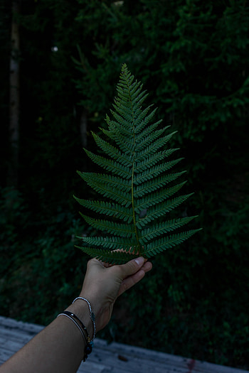 Hand, Miscellanea, Miscellaneous, Fern, Sheet, Leaf HD phone wallpaper