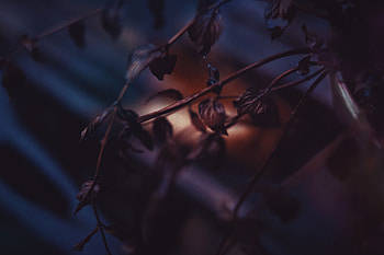 Nature, Leaves, Bush, Blur, Smooth, Branch, Dry HD wallpaper