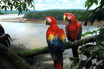Tropical Jewels, birds, parrots, animals, tree HD wallpaper