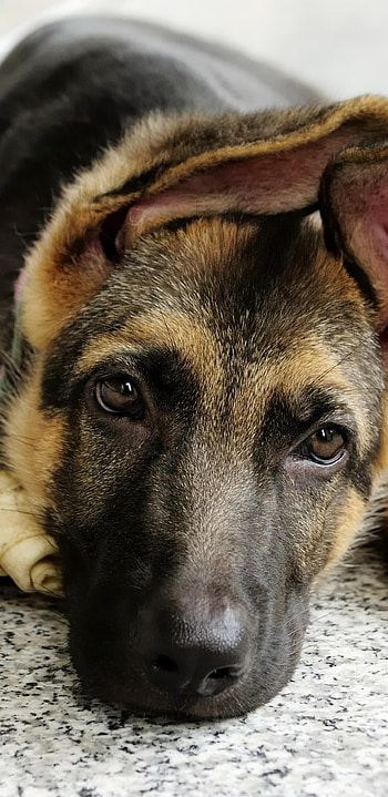 German Shepherd, Samsung galaxy note, Expert HD phone wallpaper