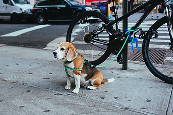 Animals, Leash, Puppy, Is Sitting, Sits, Beagle HD wallpaper
