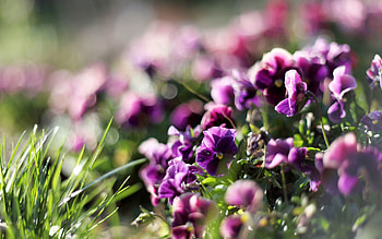 Flowers, Grass, Plant, Macro HD wallpaper