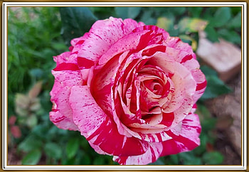 BEAUTIFUL ROSE, NATURE, ROSE, BEAUTIFUL HD wallpaper
