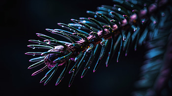 Midnight Evergreen - Pine Needle, Centipede HD wallpaper