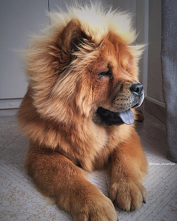 Chow Chow, Dogs, Chow Chow Puppy HD phone wallpaper