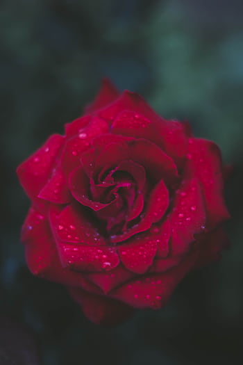 Stunning close-up of a dewy red rose, capturing its vibrant petals and natural beauty. HD phone wallpaper