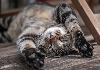 Animal, cat HD wallpaper