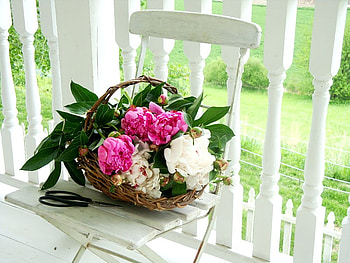 Peonies delight, sunshine, white, peonies, delight, summer, pink, light, green, nature, flowers, forever HD wallpaper