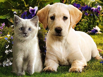 Sweet love friends, dog, kitten, sweet, animal, garden, cat, grass, puppy, flower, love, nature, friendship, pet HD wallpaper