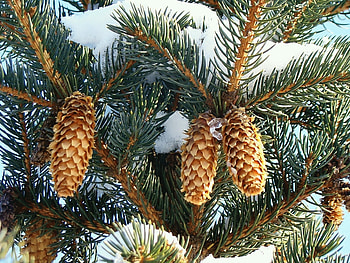 Plants, Cones HD wallpaper