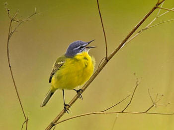 Singing Bird, singing, beautiful, bird HD wallpaper