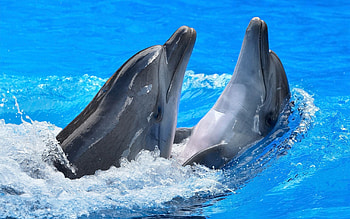 Couple, Dolphins HD wallpaper