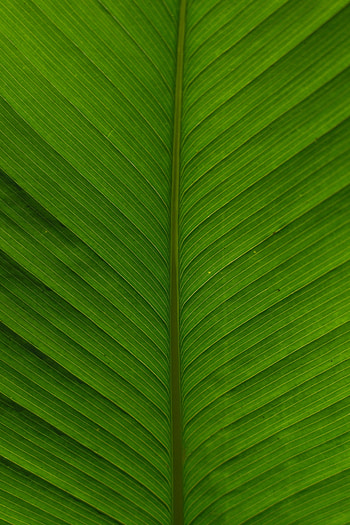 Plant, Macro, Sheet, Leaf HD phone wallpaper