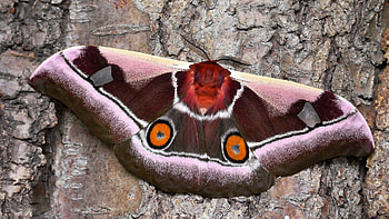 beautiful moth, natur, augenspinner, moth, nachtfalter HD wallpaper