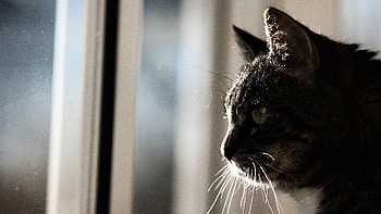Animals, Cat, Muzzle, Moustache, Mustache, Profile HD wallpaper