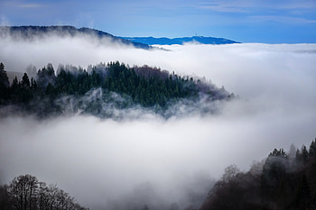 Fog, tree, nature, aerial view, forest HD wallpaper