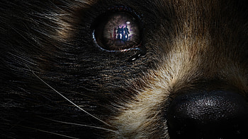 Guardians Vol. 3: Rocket's Reflection — Ultra, Guardians of the Galaxy Vol. 3 HD wallpaper