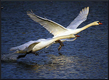 Take off, swans, taking off, pair, flight, water HD wallpaper