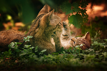 Animals, Cats, Grass, Couple, Pair, Playful HD wallpaper