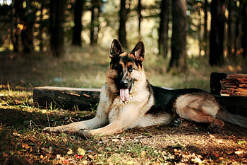 Animals, Leaves, Forest, Dog, Sheepdog, Sheep Dog HD wallpaper
