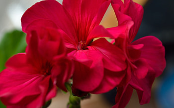 Plants, Flowers HD wallpaper