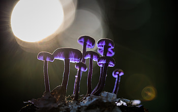 Mushrooms, purple glow, bloom HD wallpaper
