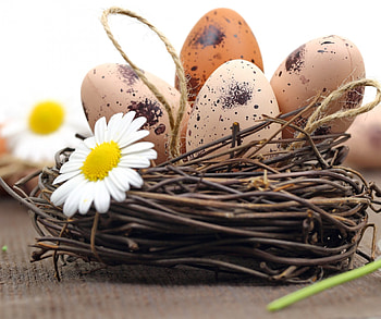 Easter, camomile, flowers, eggs, nest HD wallpaper