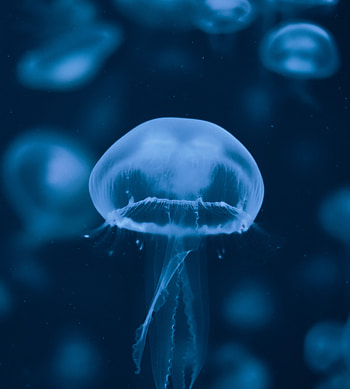 Blue jellyfish, aquarium HD phone wallpaper