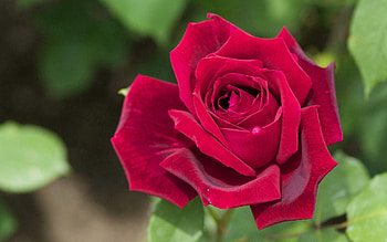Grass, Macro, Rose Flower, Rose, Petals, Bud HD wallpaper
