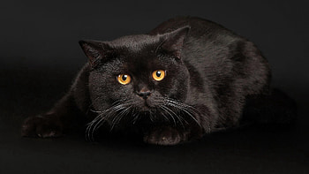 Animals, Cat, To Lie Down, Lie, Muzzle, Fright HD wallpaper