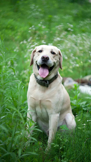 Labrador Retriever, Best quality, , Beautiful Labrador HD phone wallpaper