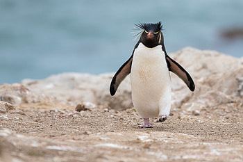 Funny, Animals, Animal, Penguin HD wallpaper