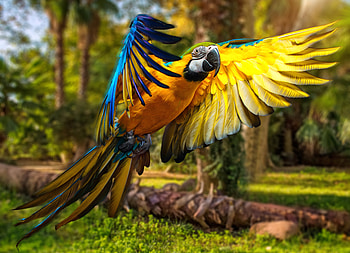 Macaw Parrot , macaw, parrot, birds HD wallpaper