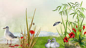 Beach Birds and Flowers, ducks, star fish, plants, firefox persona, flowers, grass, beach, sea bird HD wallpaper