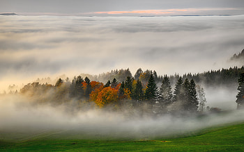 Morning Fog, nature, fog, forest, morning HD wallpaper