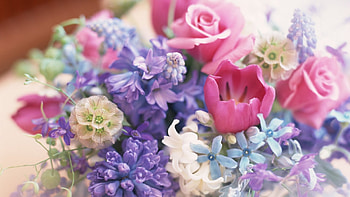 GORGEOUS FLOWERS, PRETTY, FLOWERS, BEAUTIFUL, GORGEOUS HD wallpaper