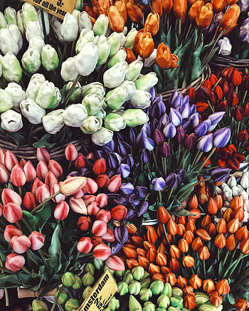 Tulips colorful, tulips, flower market HD phone wallpaper