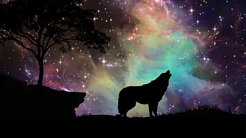 Wolf kostenlos, Kostenlose , Faszinierende Natur, atemberaubende Schnheit HD wallpaper