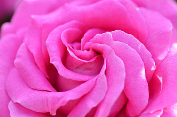 Macro, Rose Flower, Rose, Petals, Bud HD wallpaper
