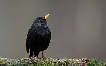 Common Blackbird, Elegant merel, Black bird sighting, Woodland charm HD wallpaper