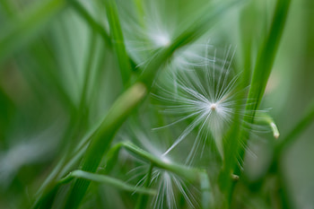 Nature, Grass, Macro, Fluff, Fuzz HD wallpaper