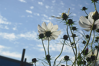 Flowers, Sky, Clouds, Stems HD wallpaper