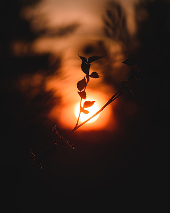 Sunset, Sun, Twilight, Dark, Branch, Dusk HD phone wallpaper