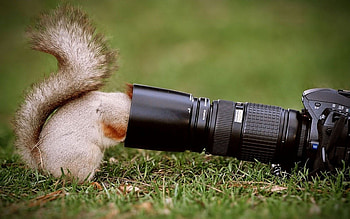 curious squirrel, wild, animals, squirrel, curious HD wallpaper