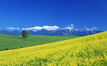 Landscape, Fields, Sky, Mountains HD wallpaper