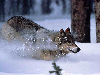 Wolf in Snow, beautiful, wolf, in snow HD wallpaper