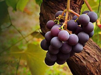 Plants, Fruits, Grapes HD wallpaper