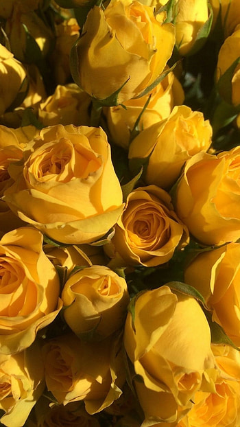 Yellow Aesthetic, Roses HD phone wallpaper