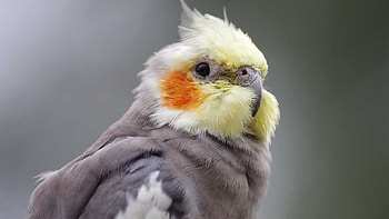 Pets4Company cockatiel, Trusted pet services, Feathery friends, Companion animals HD wallpaper