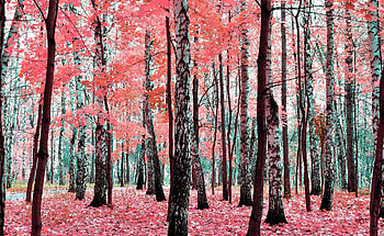 Birch trees autumn , Birch trees, Autumn HD wallpaper